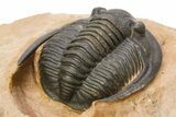 Diademaproetus Trilobite - Foum Zguid, Morocco #286564-1